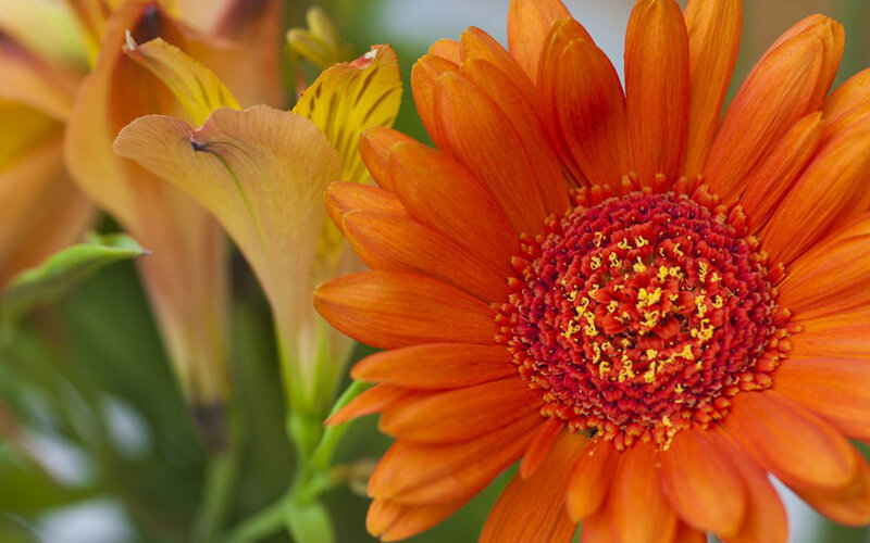 Orange Daisy Flower — Vibrant, Afternoon, Photograph, Yellow Flower