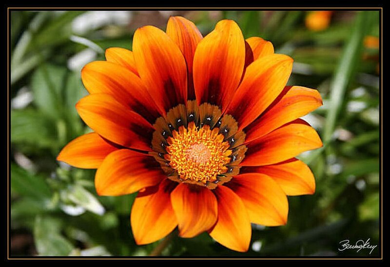 Orange Daisy Flower — Vibrant, Afternoon