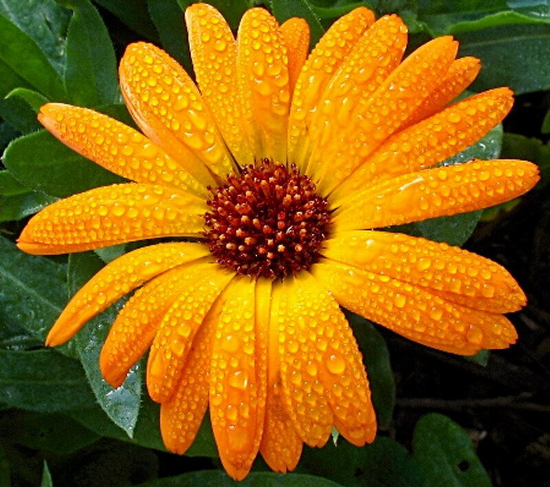 Orange Daisy Flower — Vibrant, Morning