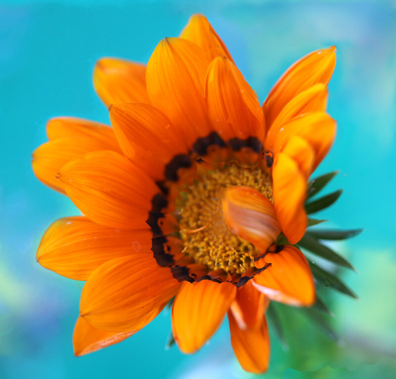 Orange Daisy Flower — Vibrant, Photograph, Green Leaves