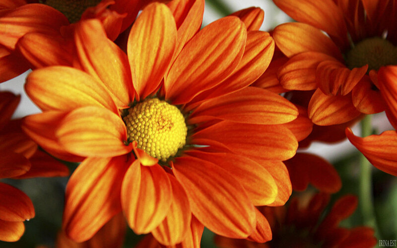 Orange Daisy Flower — Vibrant, Photograph, Petals