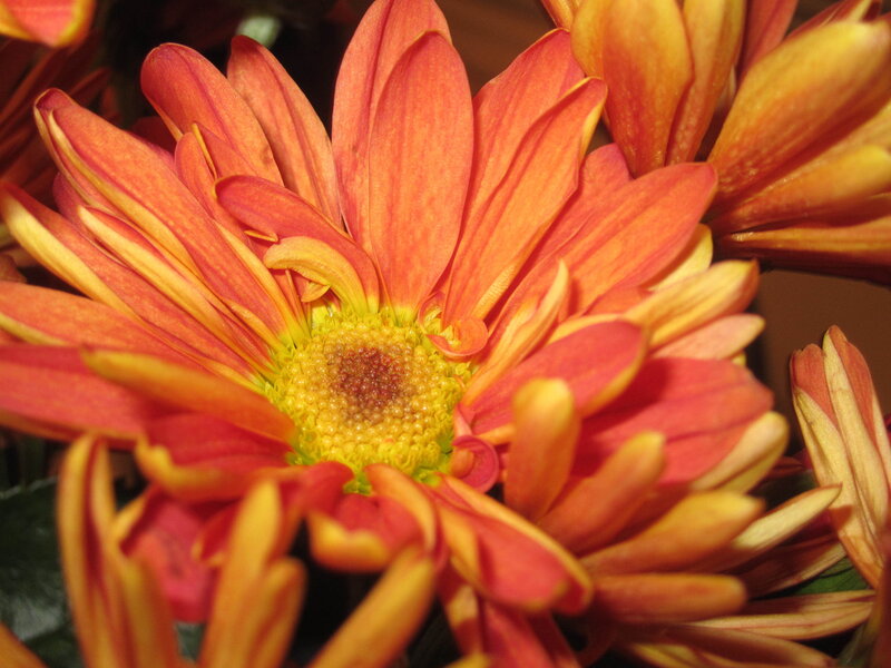 Orange Daisy Flower — Vibrant, Photograph