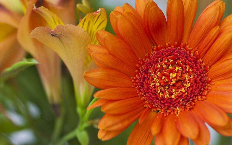 Orange Daisy Flower — Vibrant, Photograph, Yellow Flower