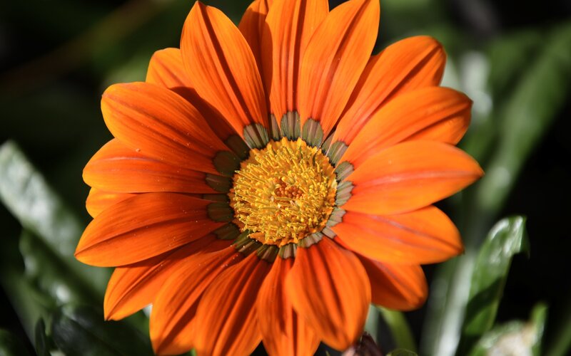 Orange Daisy Flower — Vibrant