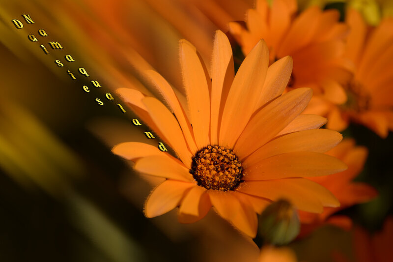Orange Daisy Flower — Warm