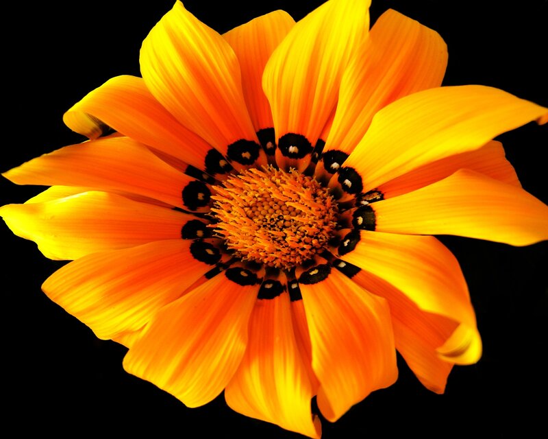 Orange Daisy Flower — Yellow, Vibrant