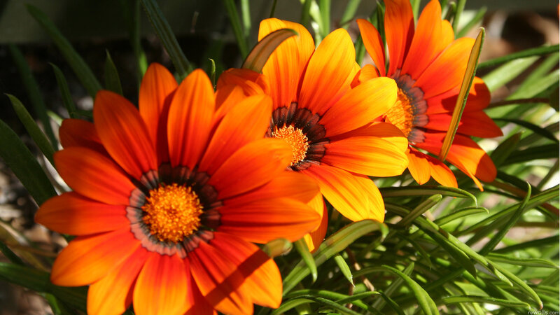 Orange Daisy Flowers — Bright