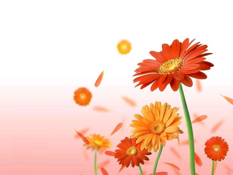 Orange Daisy Flowers — Calm, Digital Art