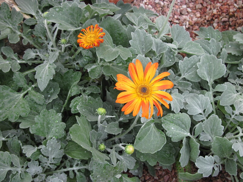 Orange Daisy Flowers — Calm, Morning
