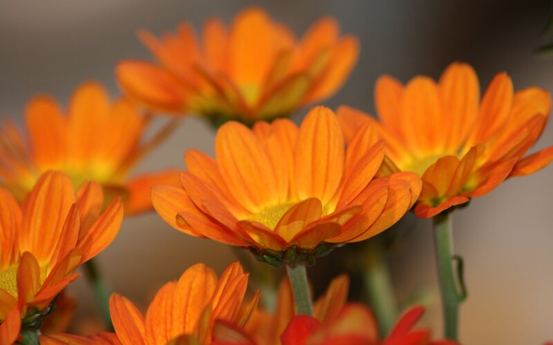 Orange Daisy Flowers — Calm, Photograph