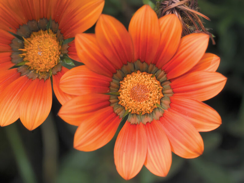 Orange Daisy Flowers — Calm