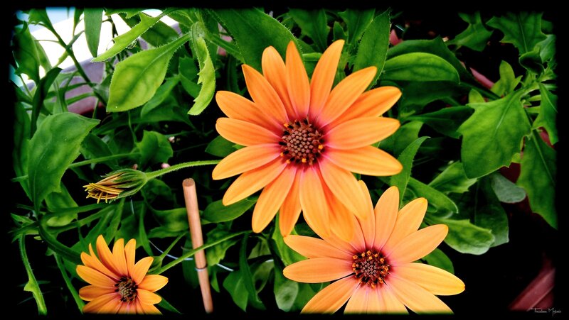 Orange Daisy Flowers — Natural
