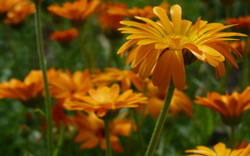 Orange Daisy Flowers — Serene