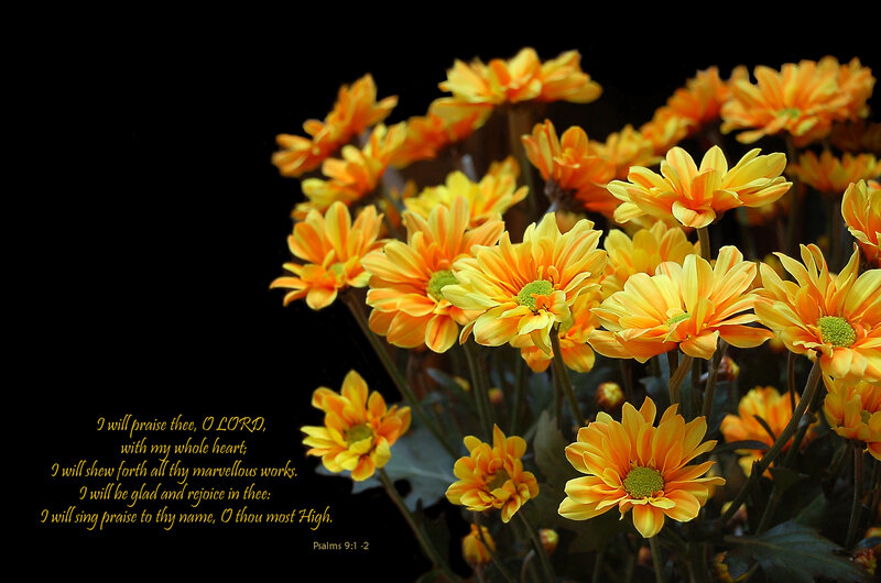 Orange Daisy Flowers