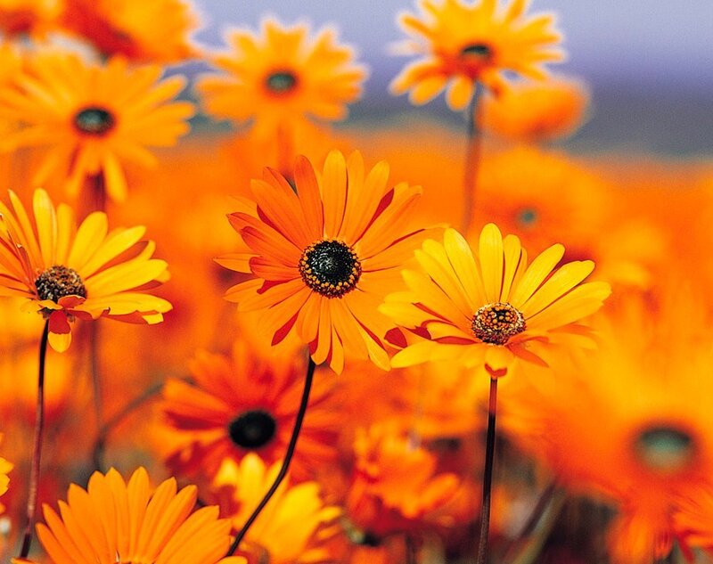 Orange Daisy Flowers — Vibrant