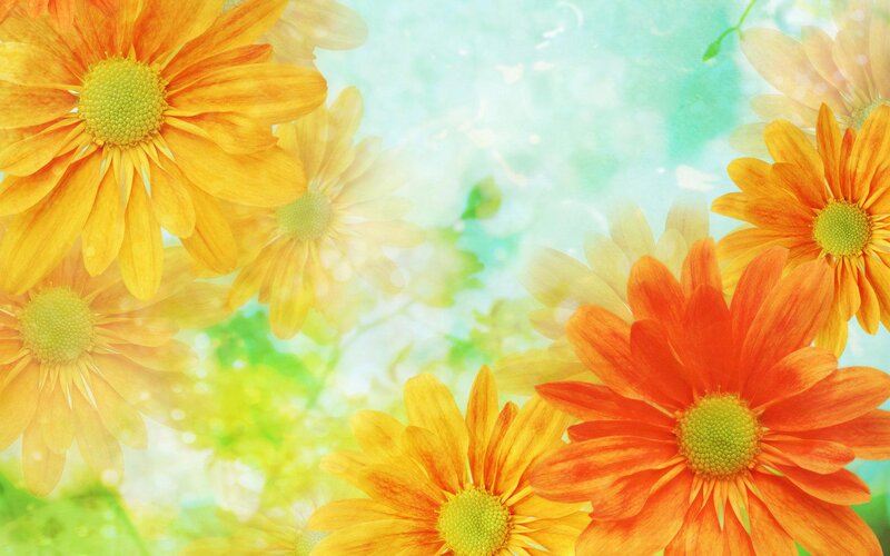 Orange Daisy Flowers — Yellow, Bright, Spring