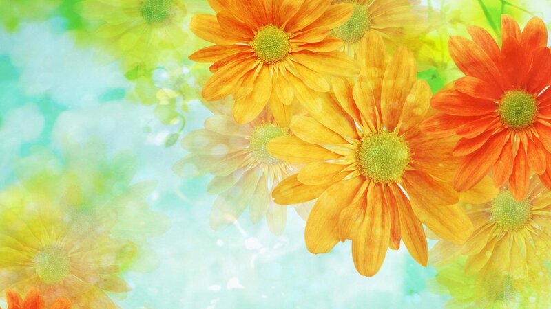 Orange Daisy Flowers — Yellow, Bright
