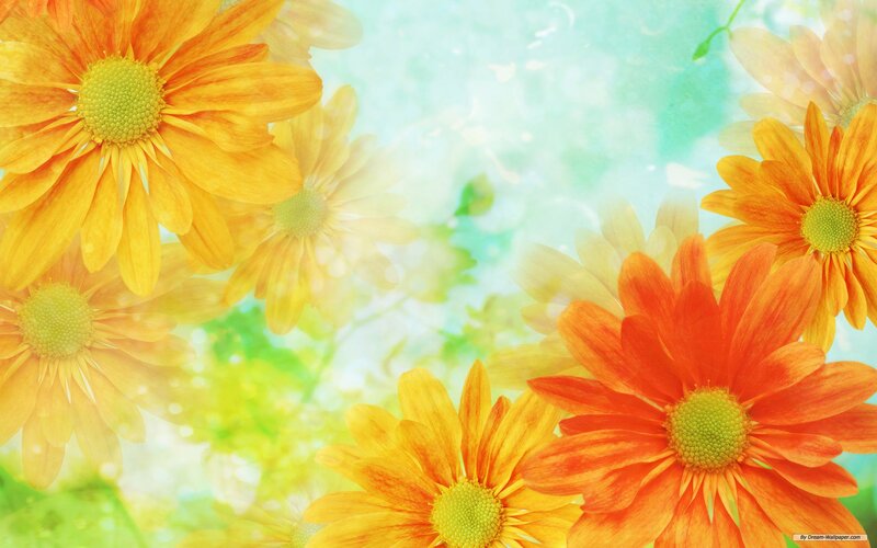 Orange Daisy Flowers — Yellow