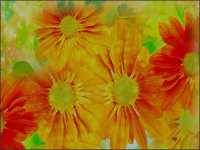 Orange Daisy Flowers — Yellow, Vibrant