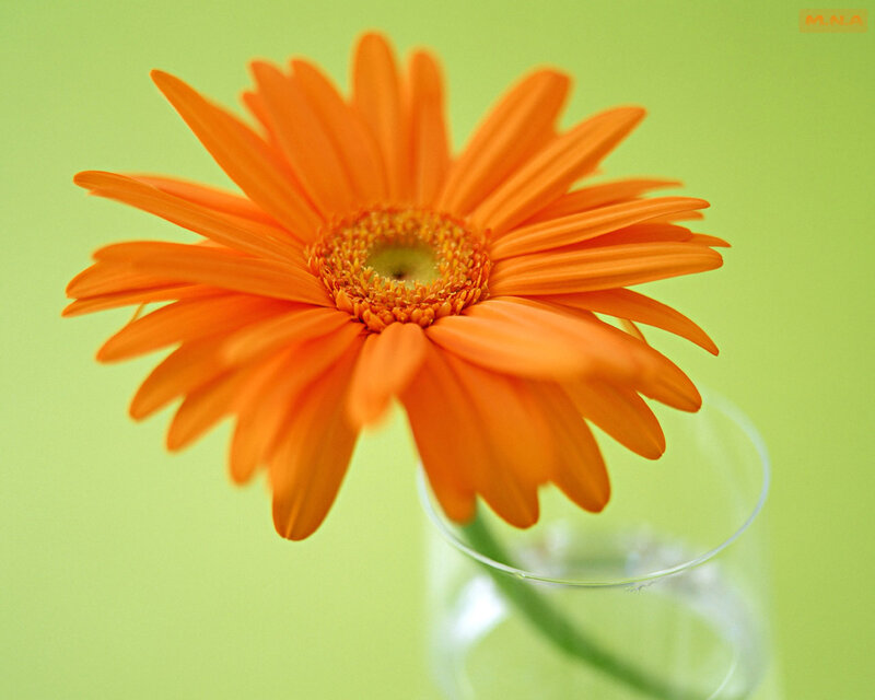 Orange daisy in a vase