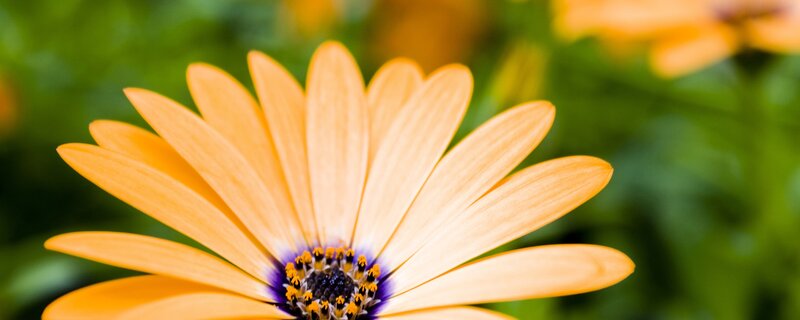 Orange daisy in bloom
