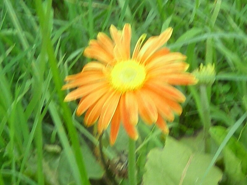 orange daisy in grass