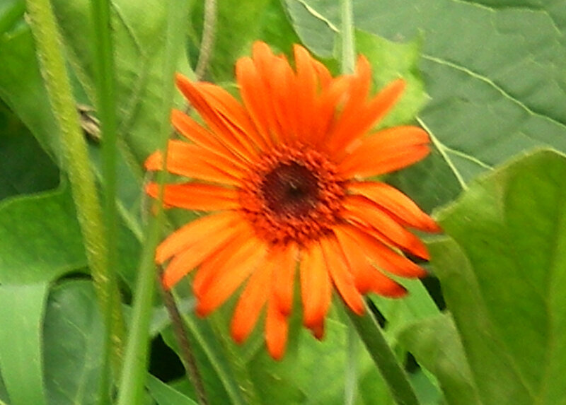 orange daisy in green foliage
