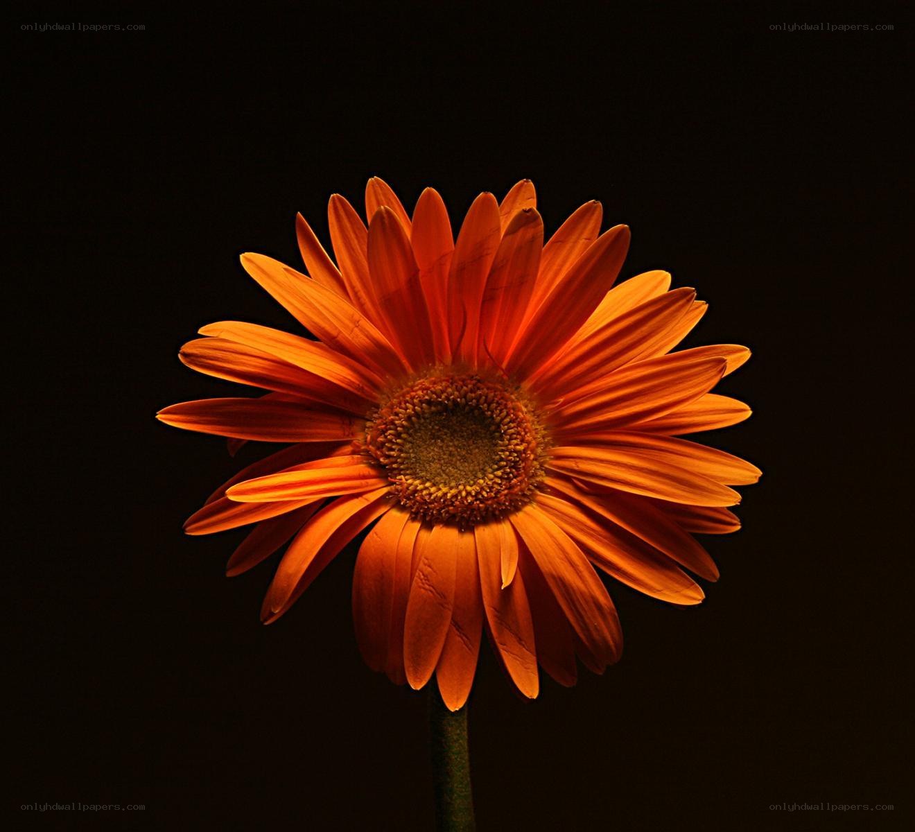 orange daisy in spotlight