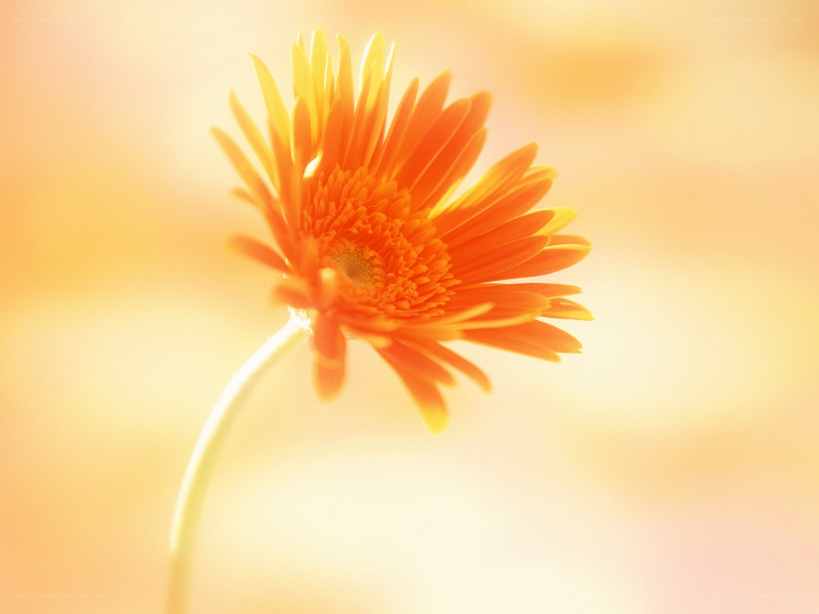 orange daisy in sunlight