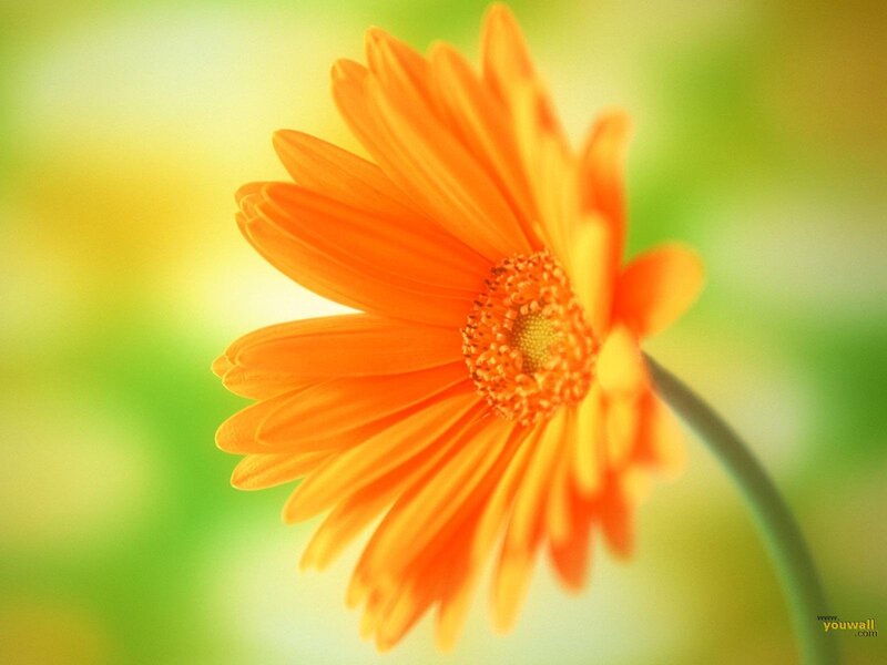 orange daisy in sunlight