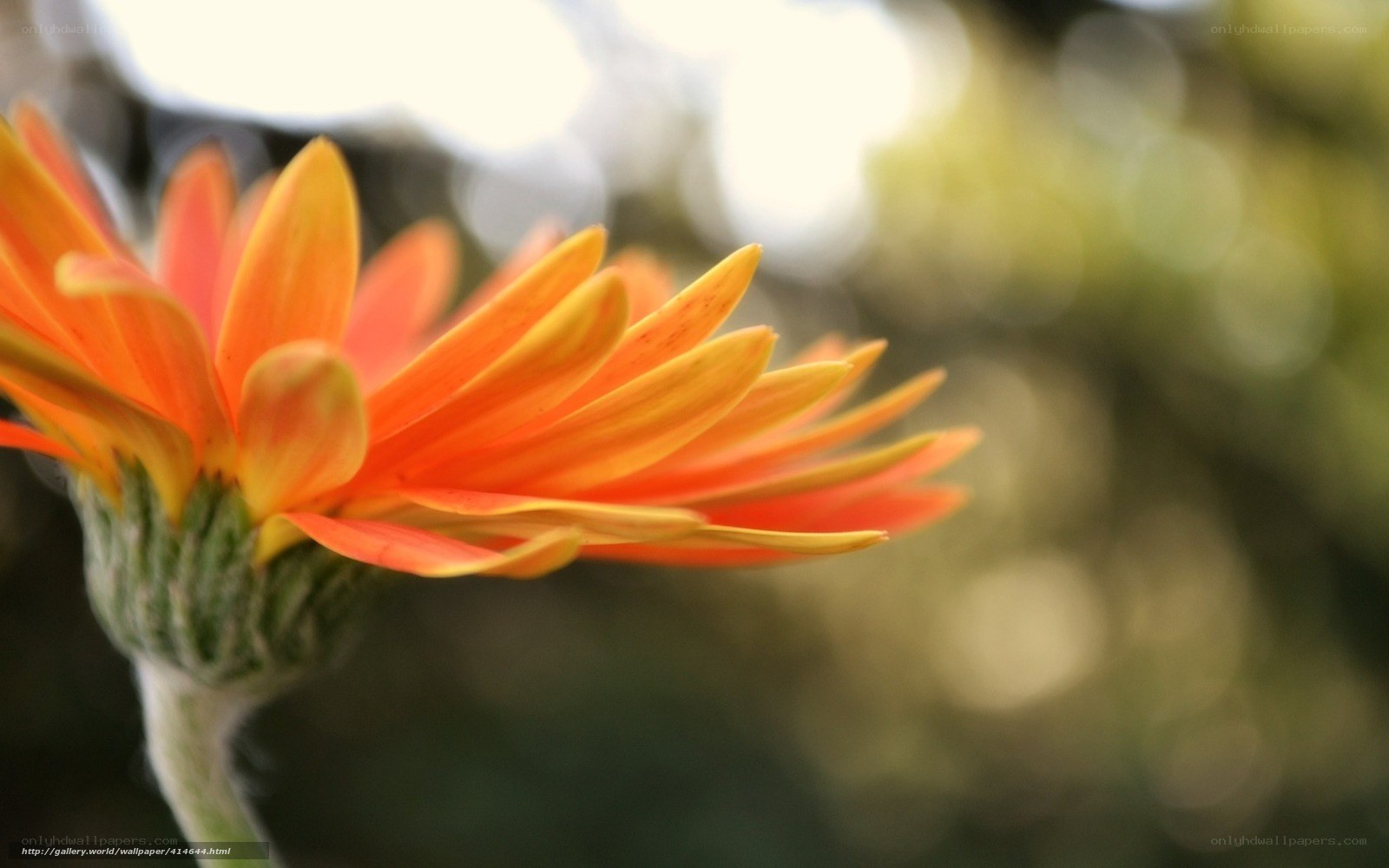 Orange daisy in sunlight