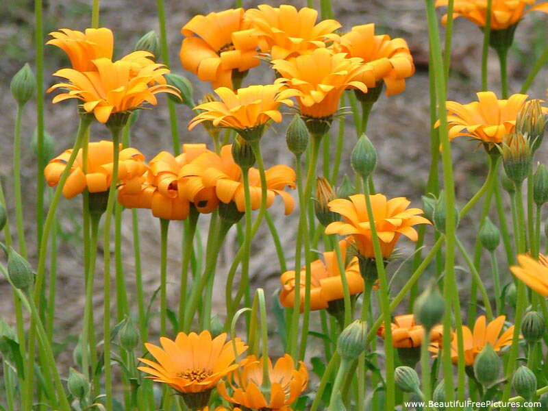 Orange Daisy-like Flowers