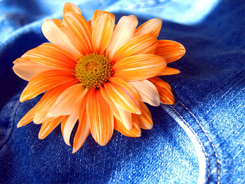 Orange Daisy on Denim