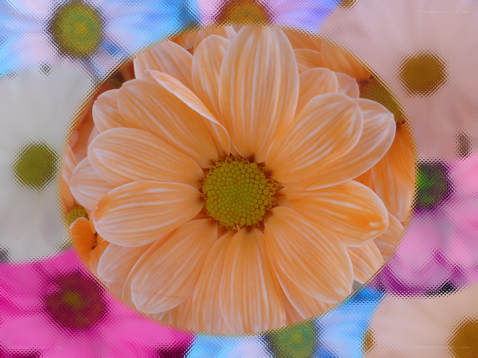 orange daisy through textured glass