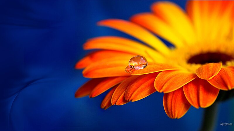 Orange Daisy with Water Droplet