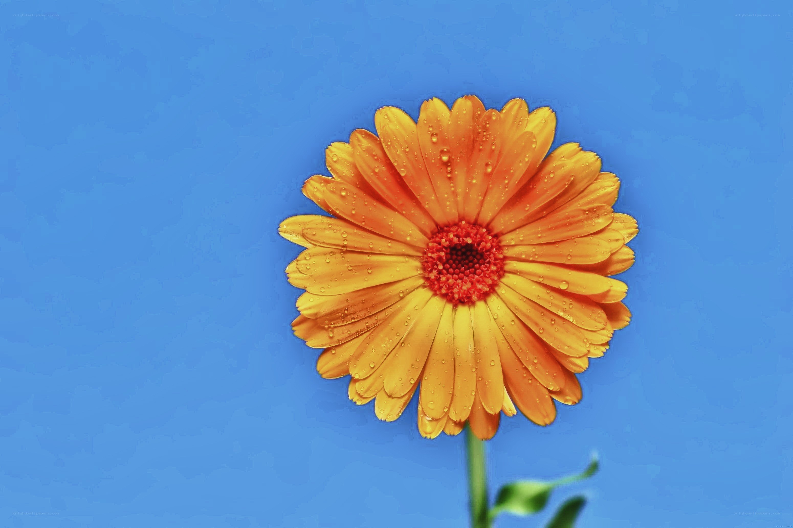 orange daisy with water droplets