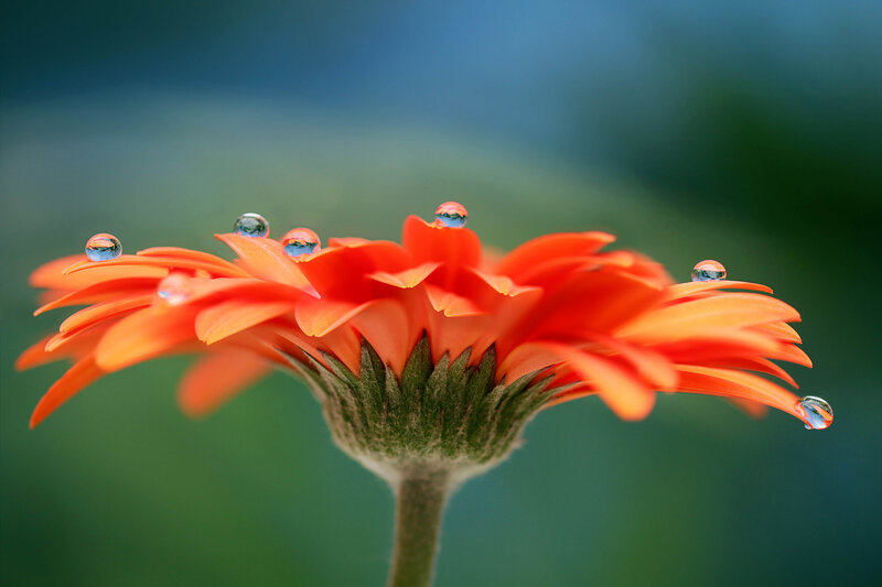 Orange Daisy with Water Droplets — Serene