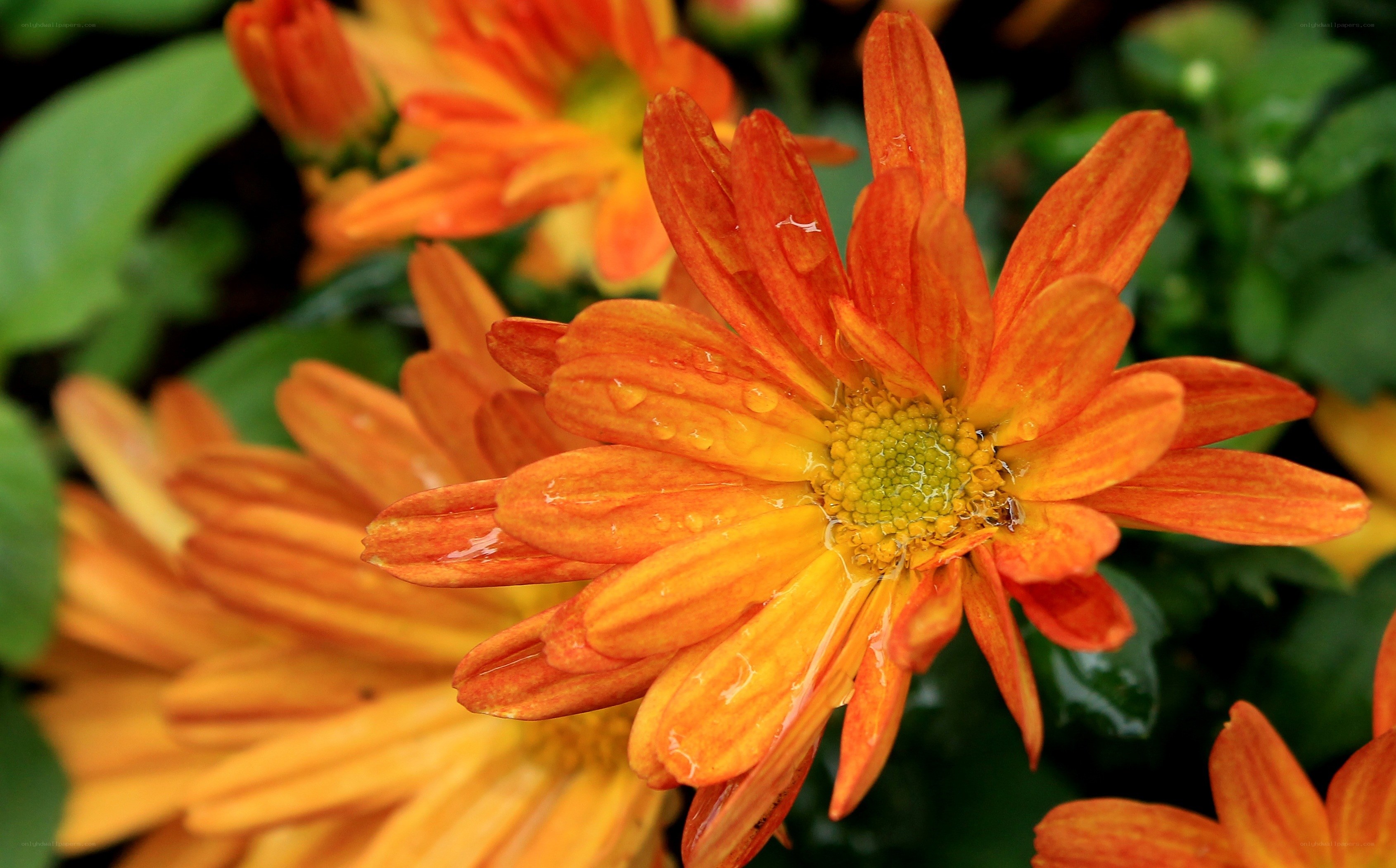 Orange daisy with water droplets