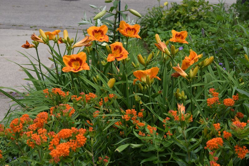 Orange Daylilies and Milkweed