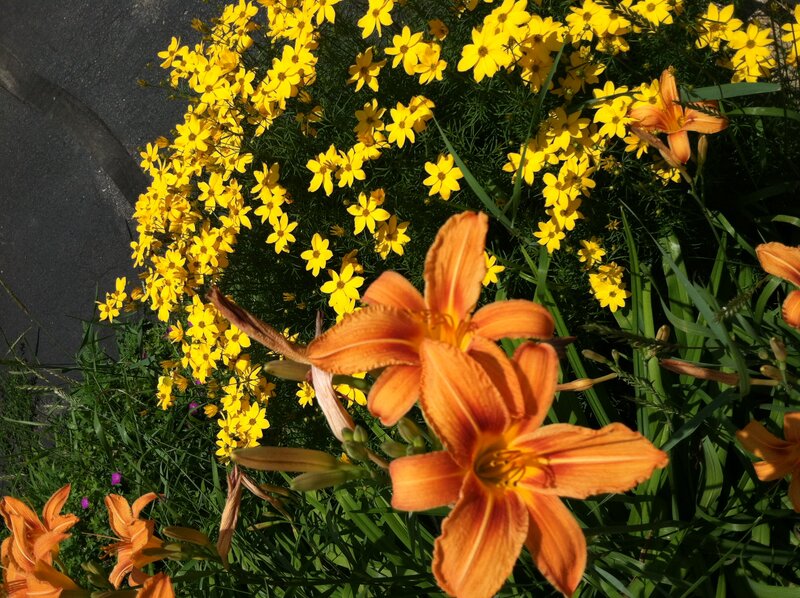 Orange Daylilies and Yellow Flowers