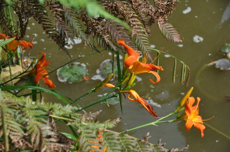 Orange Daylilies by Pond — Serene