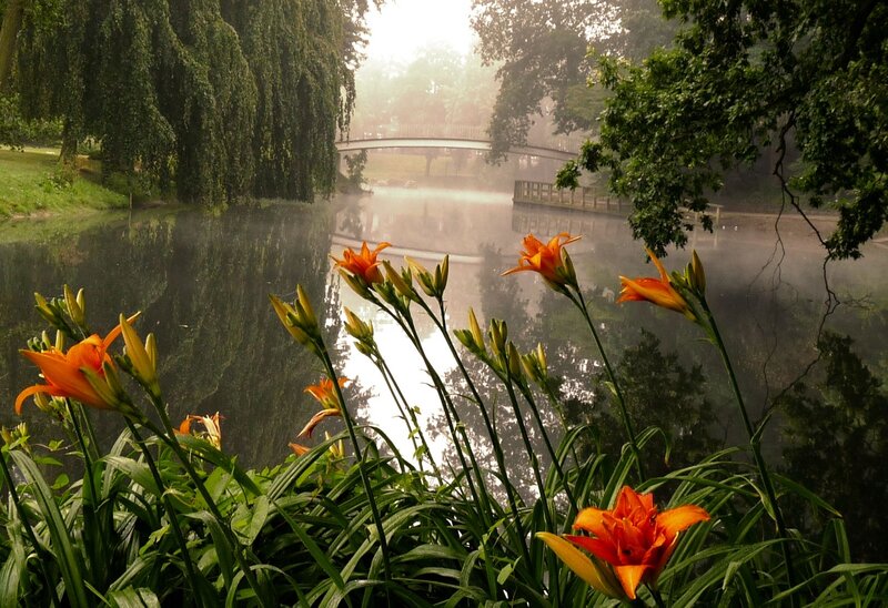 Orange Daylilies by Pond