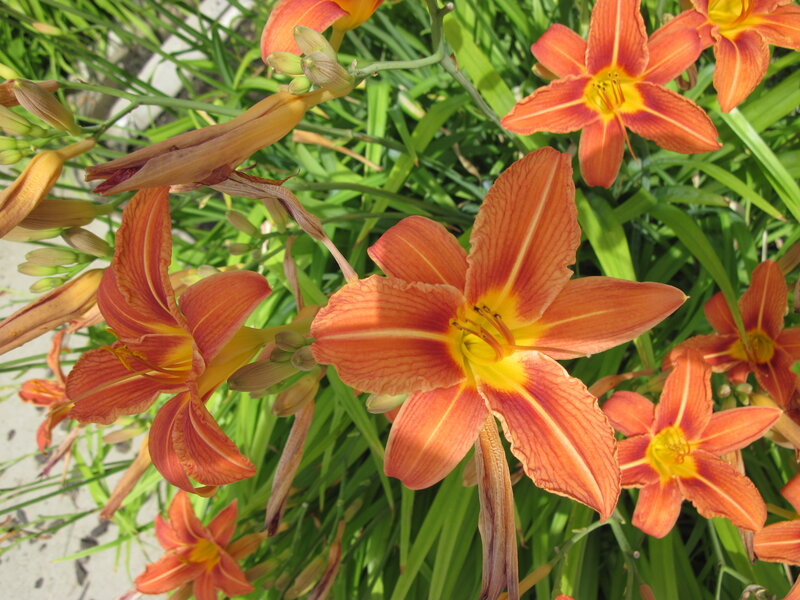 Orange Daylilies in Bloom — Bright, Afternoon