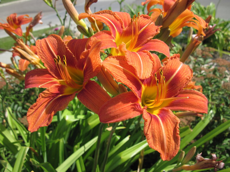 Orange Daylilies in Bloom — Bright