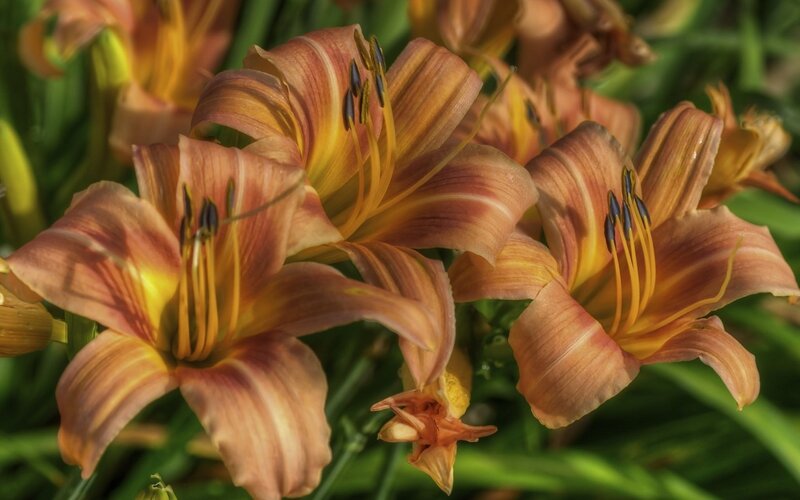 Orange Daylilies in Bloom — Natural, Afternoon