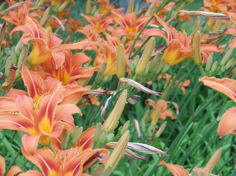 Orange Daylilies in Bloom — Natural, Summer, Photograph, Buds