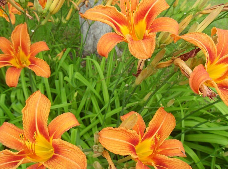 Orange Daylilies in Bloom — Natural, Summer