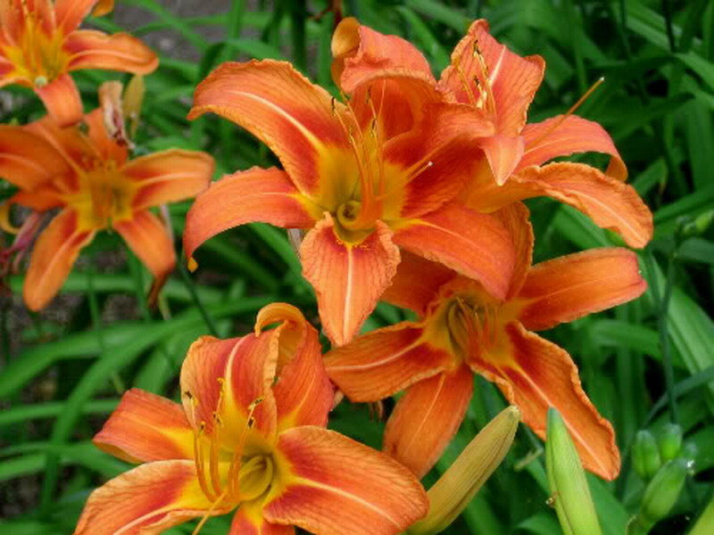 Orange Daylilies in Bloom — Natural