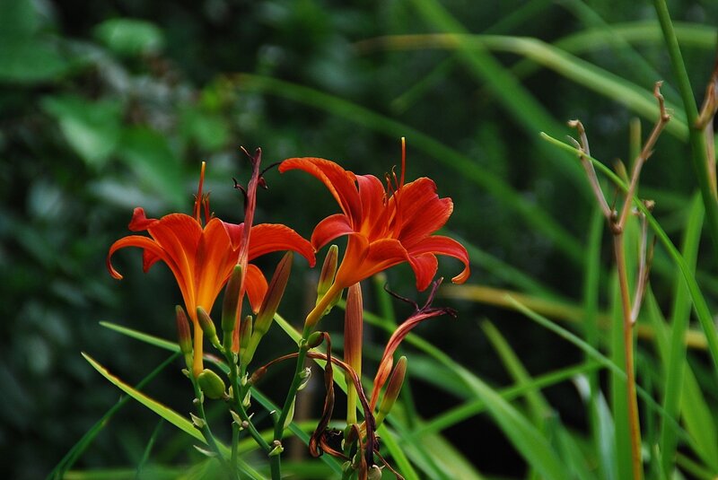 Orange Daylilies in Bloom — Red