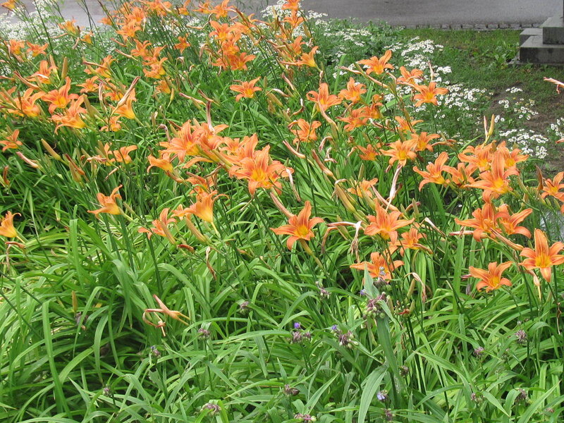 Orange Daylilies in Bloom